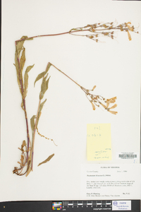 Penstemon hirsutus image