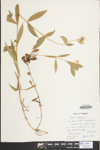 Phlox glaberrima image