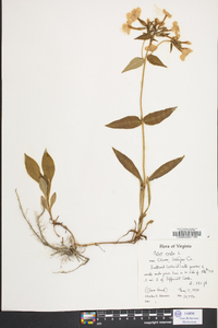 Phlox ovata image