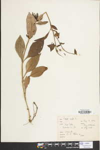 Phlox ovata image