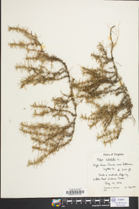 Phlox subulata image