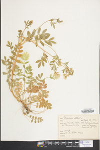 Polemonium reptans image