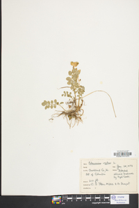 Polemonium reptans image