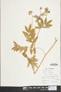 Polemonium reptans image