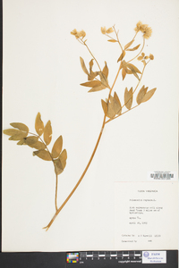 Polemonium reptans image