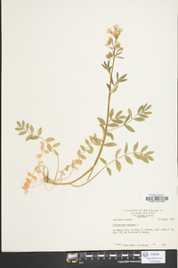 Polemonium reptans image