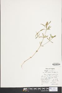 Polygala cruciata image