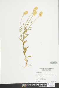 Polygala lutea image