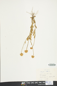 Polygala lutea image