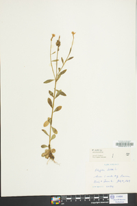 Polygala lutea image