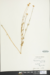 Polygala lutea image