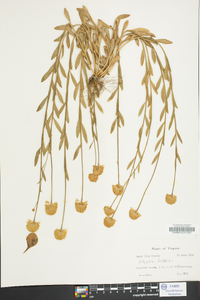 Polygala lutea image