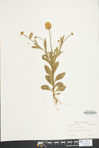 Polygala lutea image