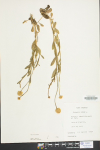 Polygala lutea image