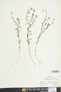 Polygala mariana image