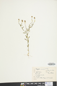 Polygala mariana image