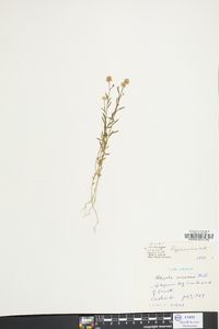 Polygala mariana image