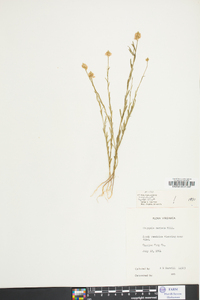 Polygala mariana image