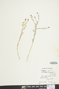 Polygala nuttallii image