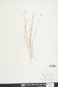 Polygala nuttallii image