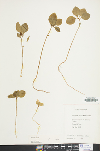 Polygaloides paucifolia image