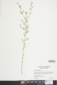 Polygala sanguinea image