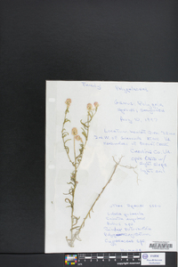 Polygala sanguinea image