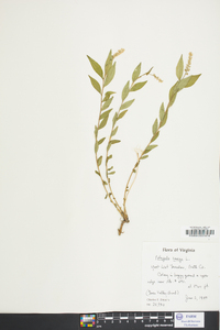 Polygala senega image