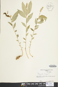 Polygala senega image