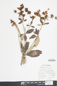 Eriogonum allenii image