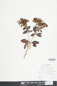 Eriogonum allenii image