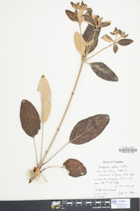 Eriogonum allenii image