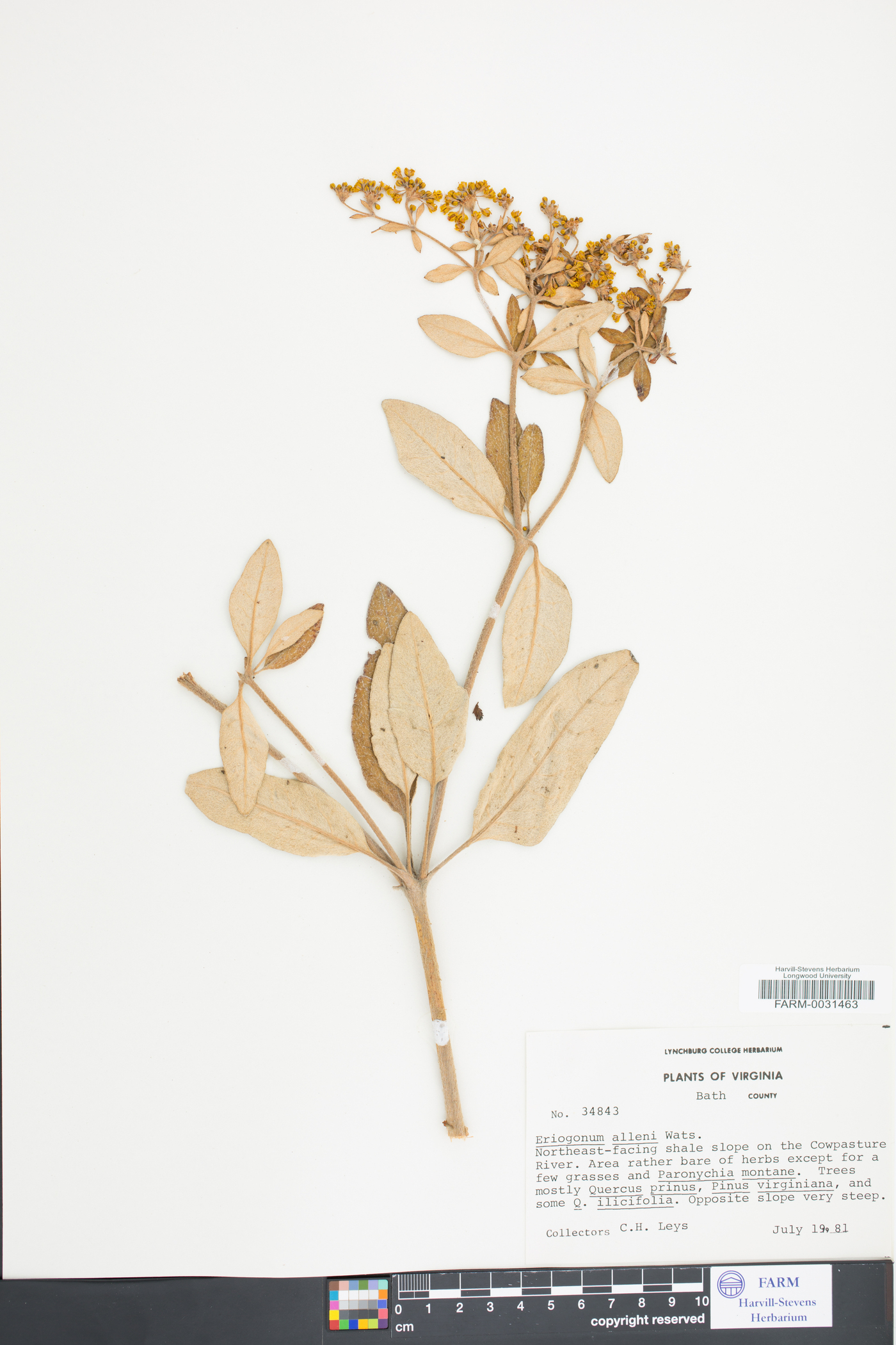 Eriogonum allenii image