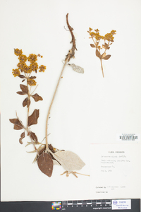 Eriogonum allenii image