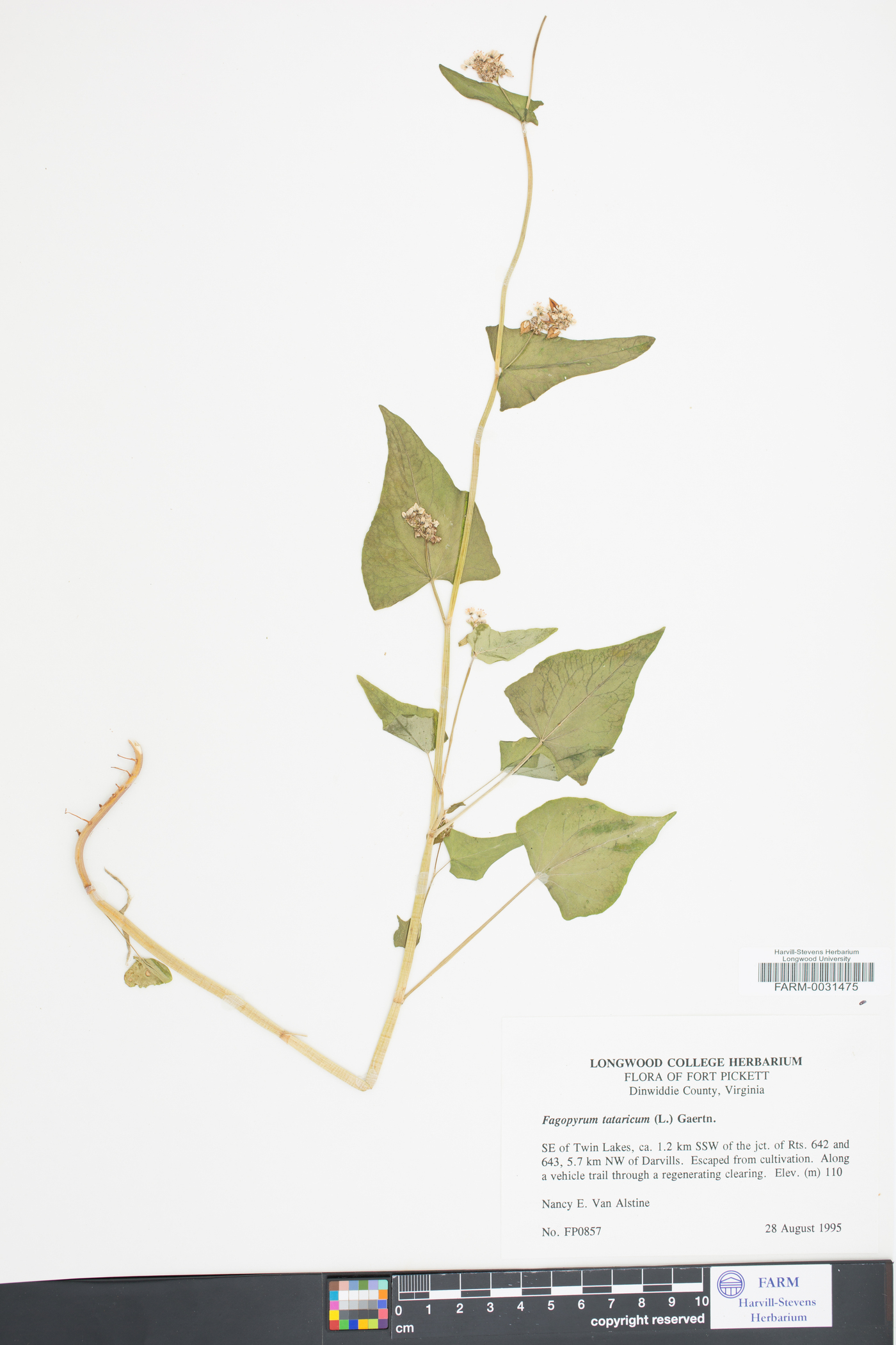 Fagopyrum tataricum image