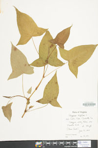 Persicaria arifolia image