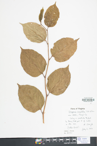 Reynoutria japonica image