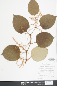 Reynoutria japonica image