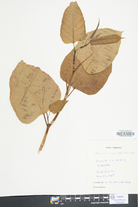 Reynoutria japonica image