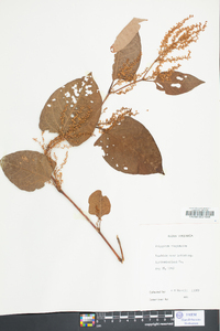 Reynoutria japonica image