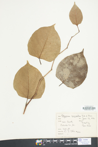 Reynoutria japonica image