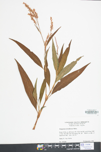 Polygonum densiflorum image