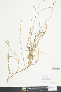 Polygonum erectum image