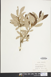 Quercus virginiana image