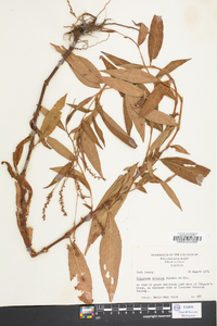 Polygonum setaceum image