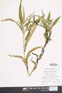 Polygonum setaceum image