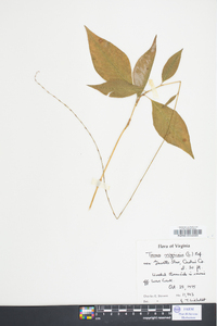 Polygonum tenue image