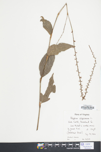 Polygonum tenue image