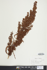 Rumex altissimus image