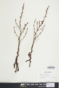 Rumex altissimus image